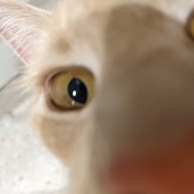 Cat's face right up close to the camera